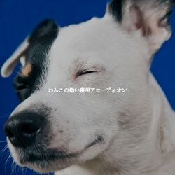 Cover of わんこの添い寝用アコーディオン