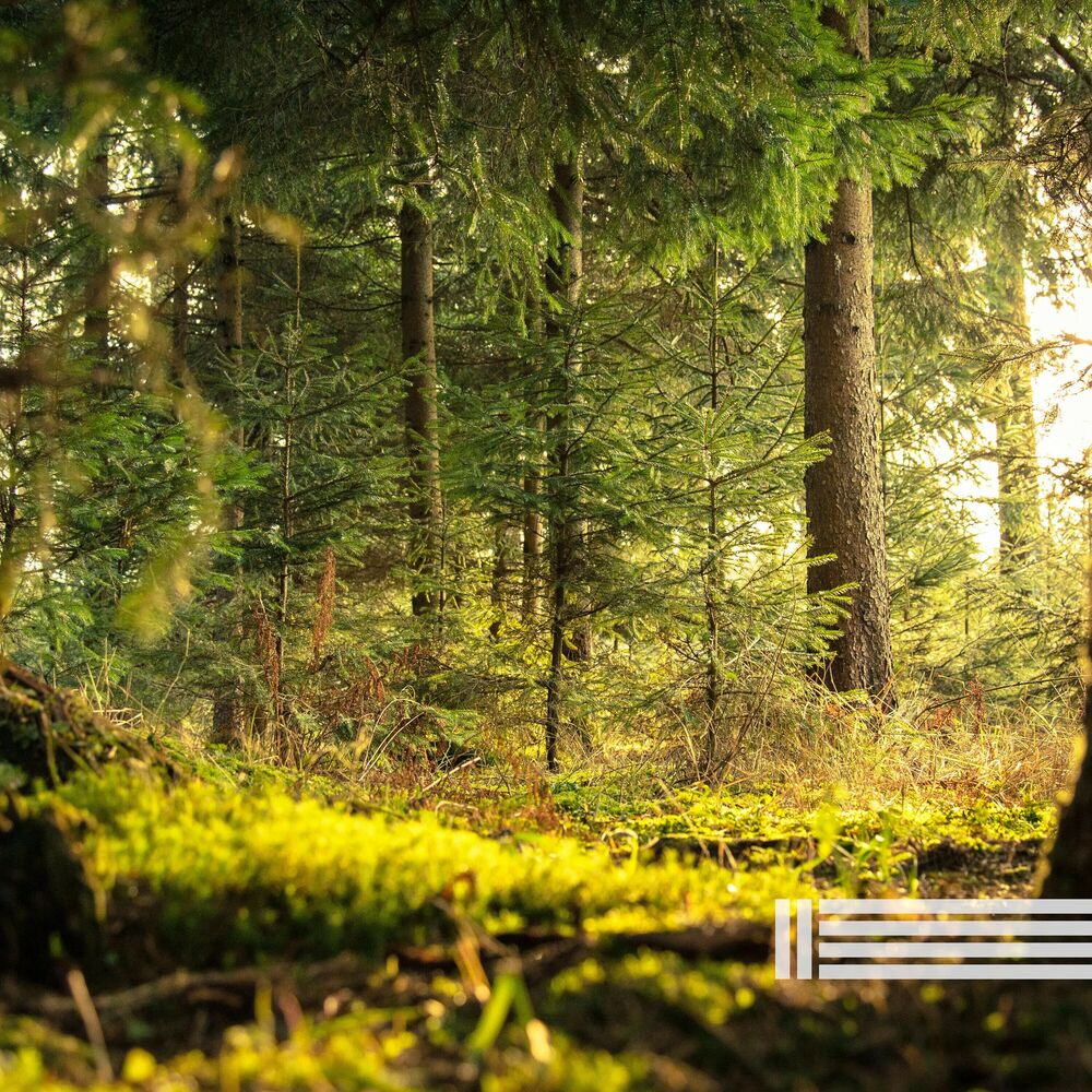 Picture of Forest & Birds Sounds