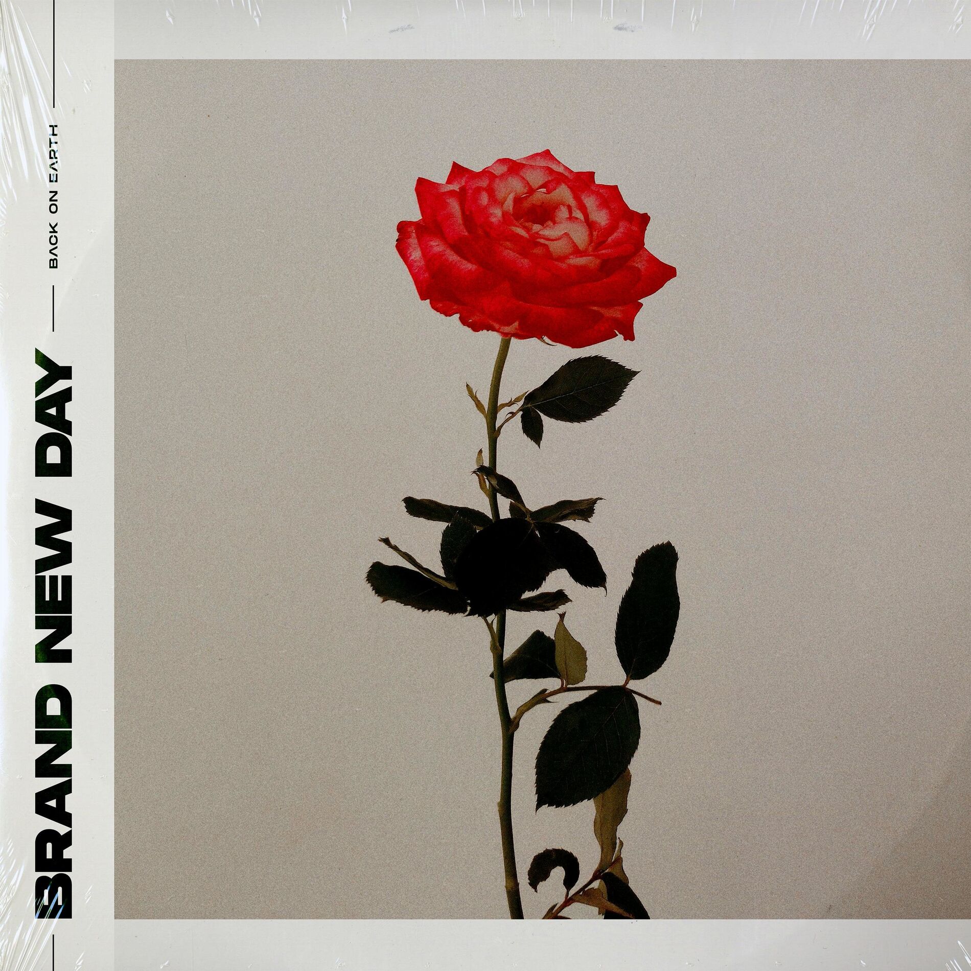 Album cover of Brand New Day