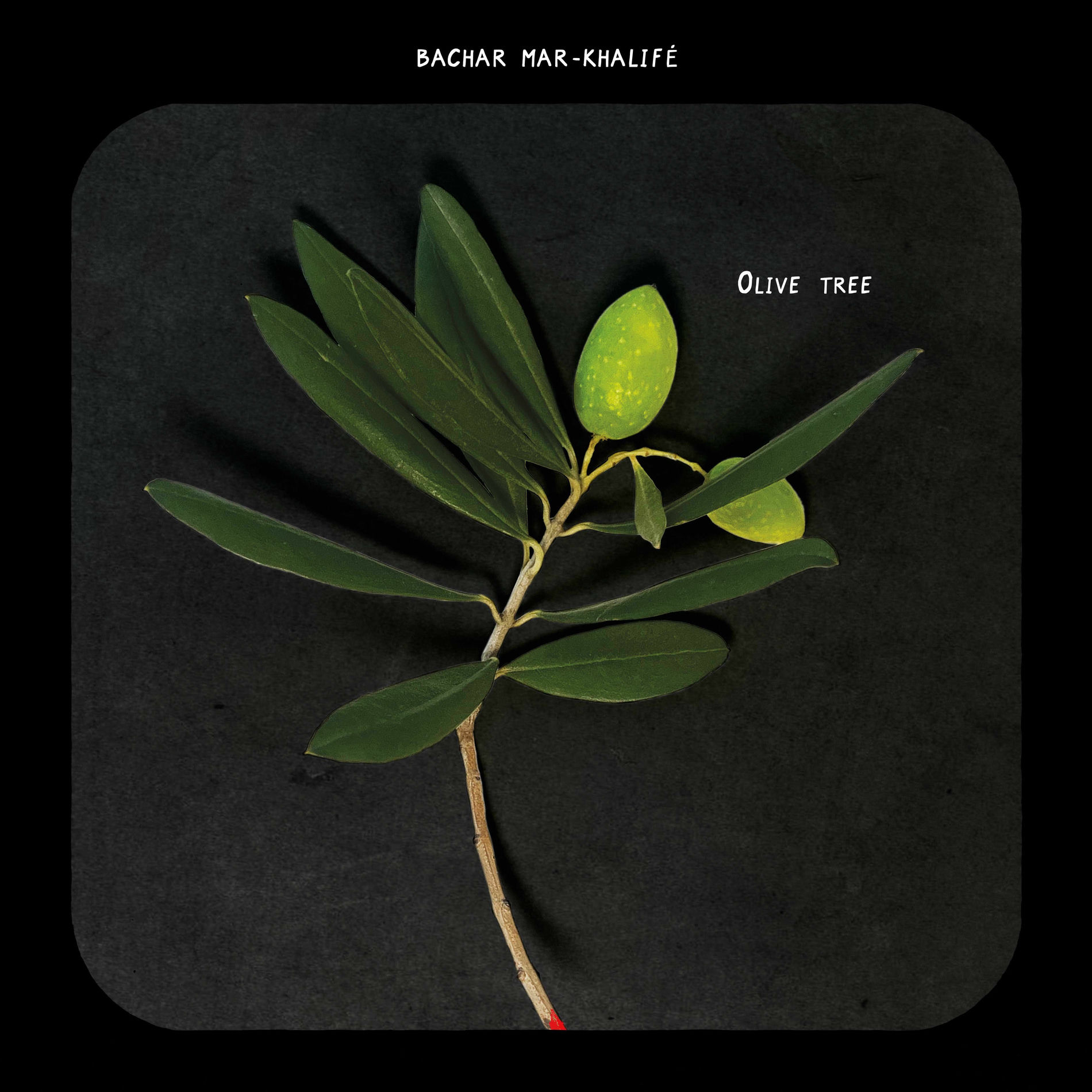 Album cover of OLIVE TREE