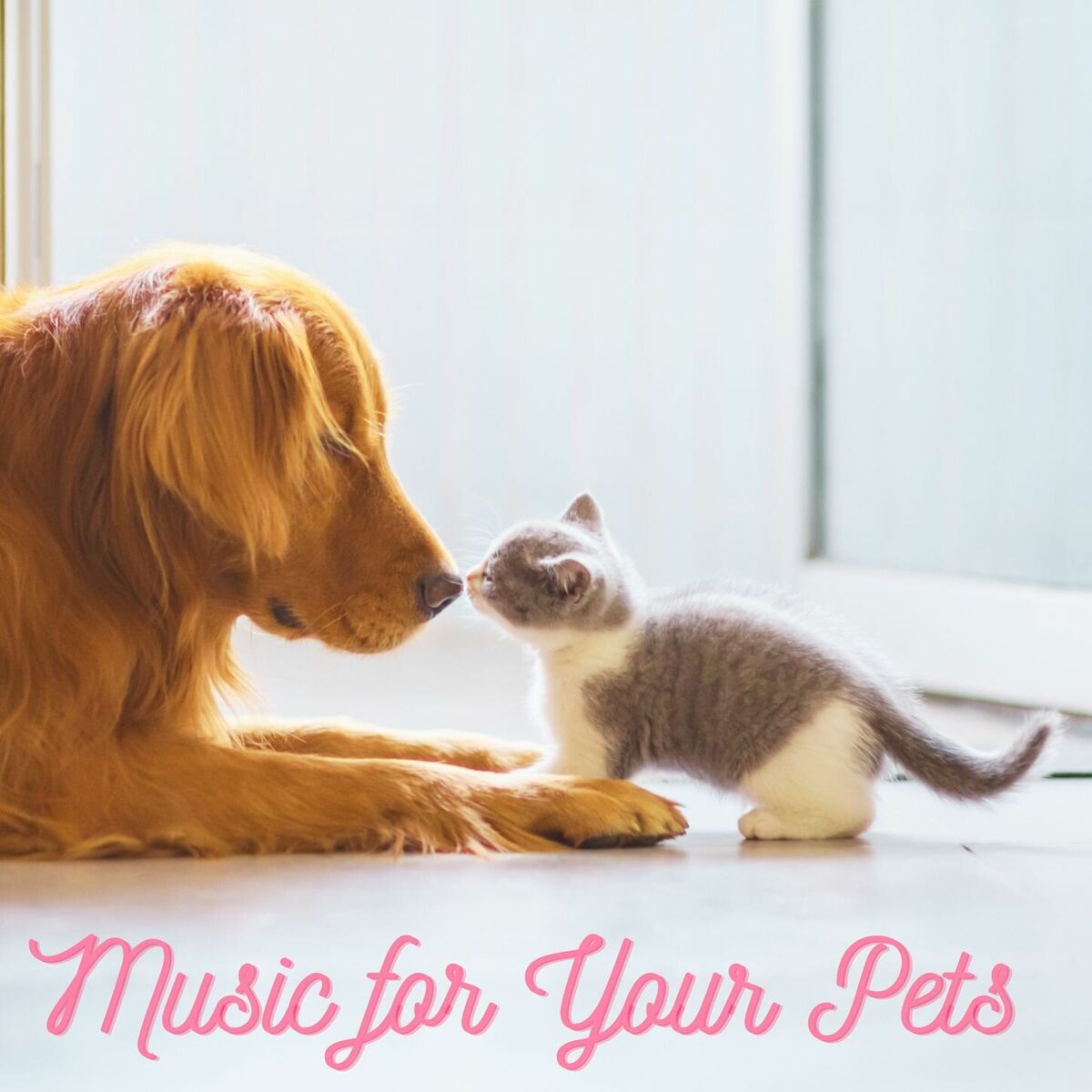 Album cover of Music for Your Pets: Soft Guitar Songs to Calm Your Pets when They're Alone at Home