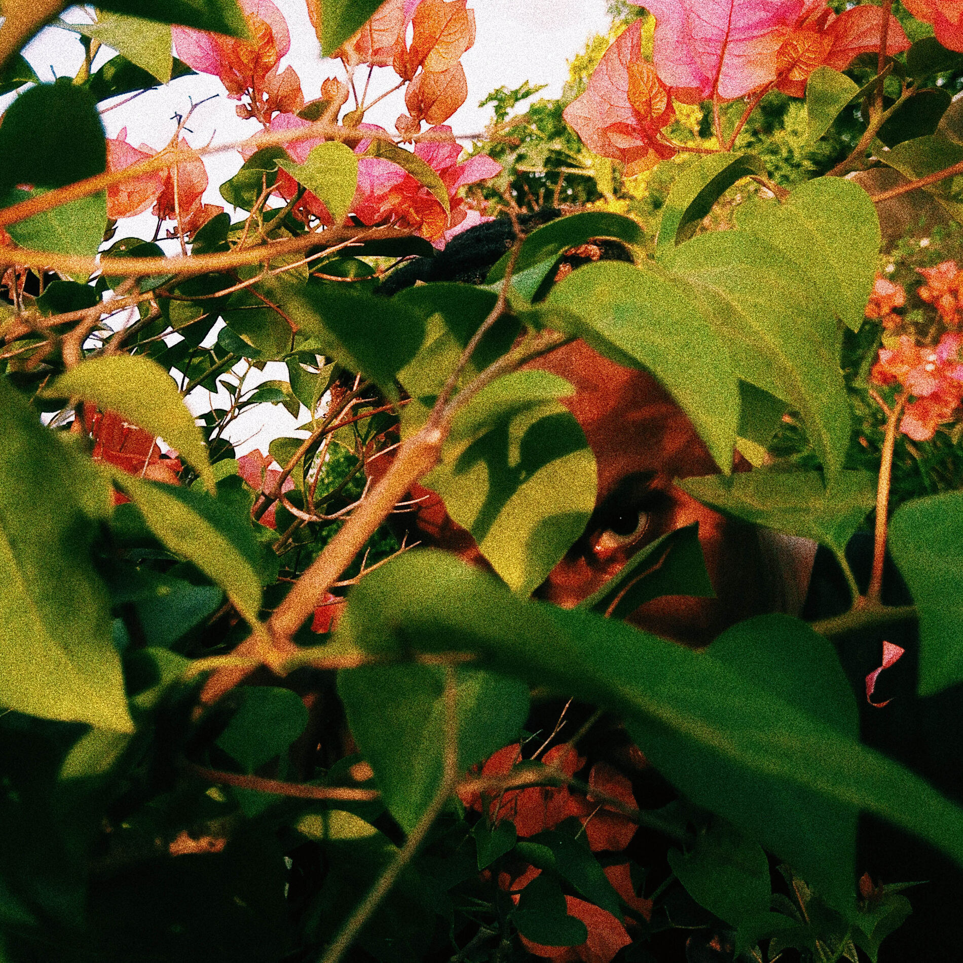 Album cover of sakura.