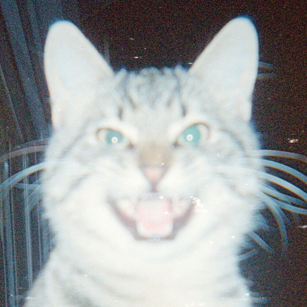 Picture of Leopard Gum