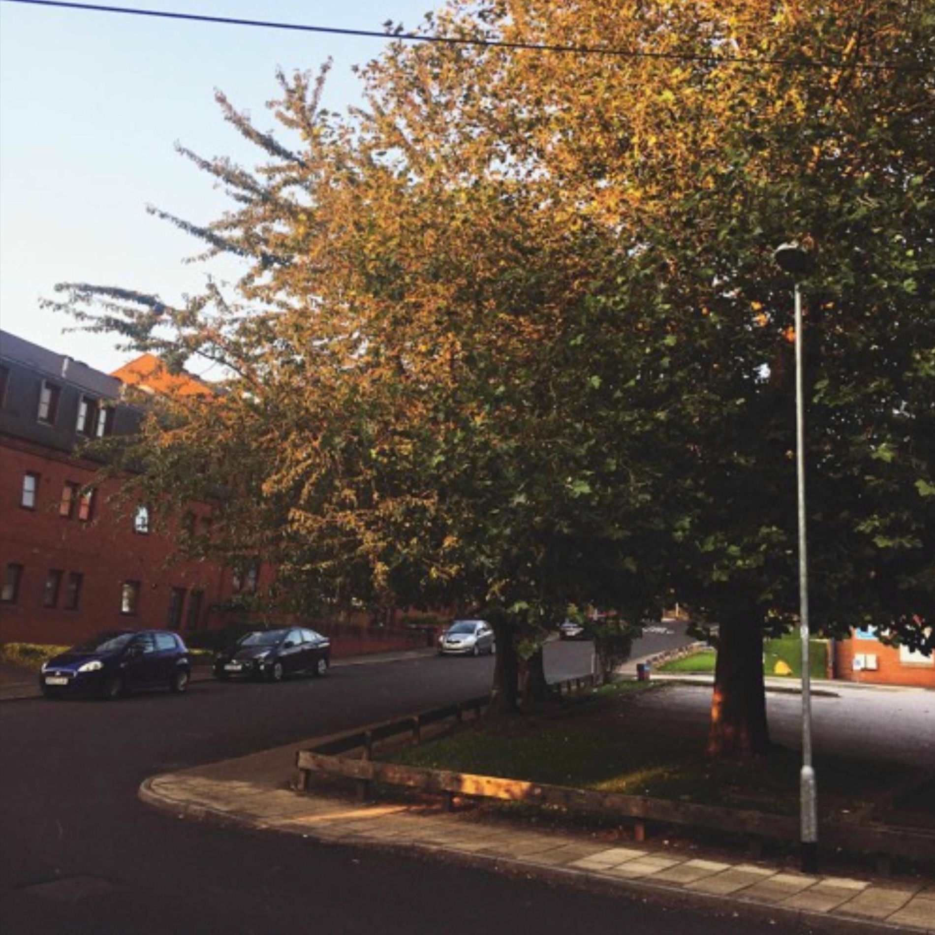 Album cover of Autumnbreeze/Singmetosleep