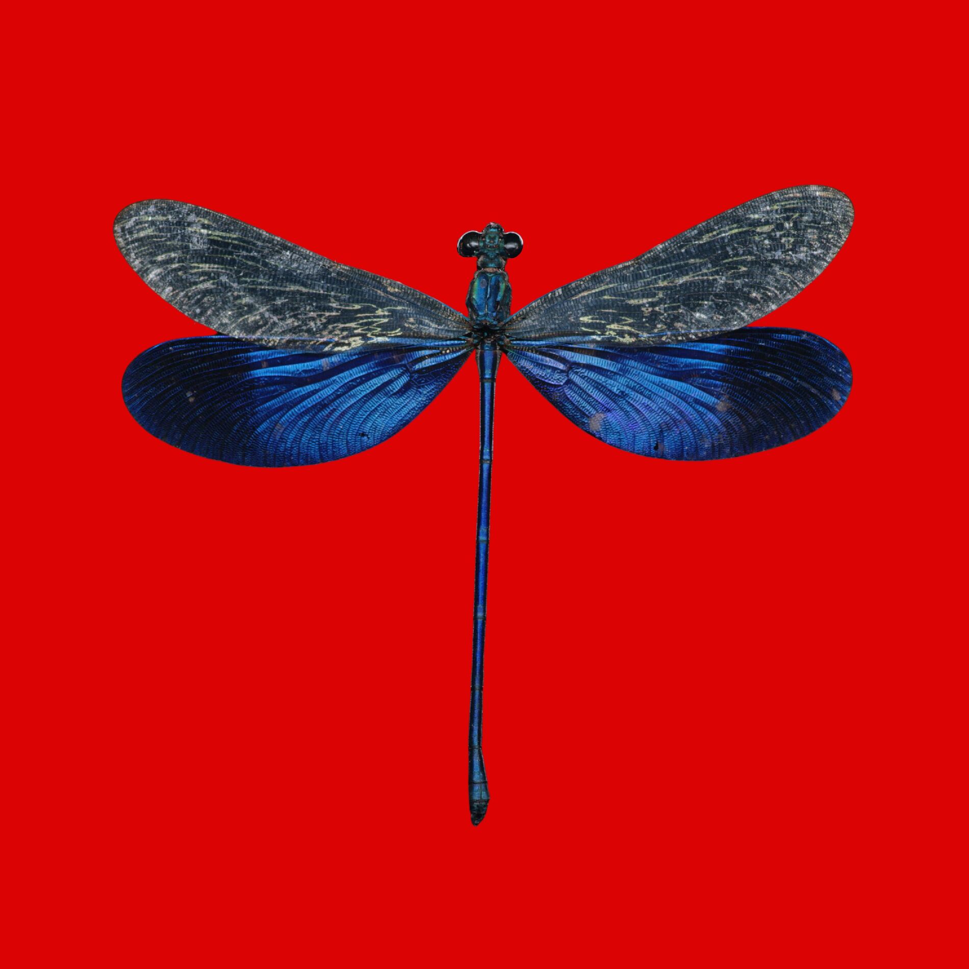 Album cover of Infinite Lives