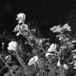 Cover of Sculptures