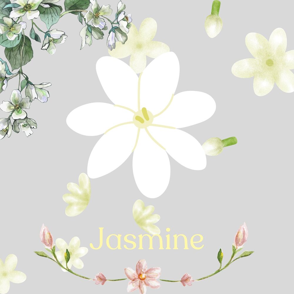 Picture of Jasmine
