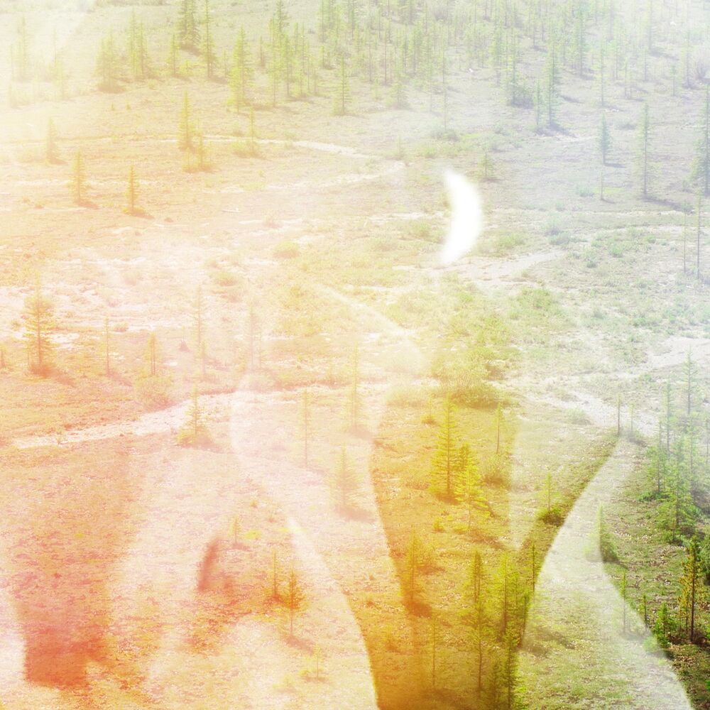 Picture of Coniferous