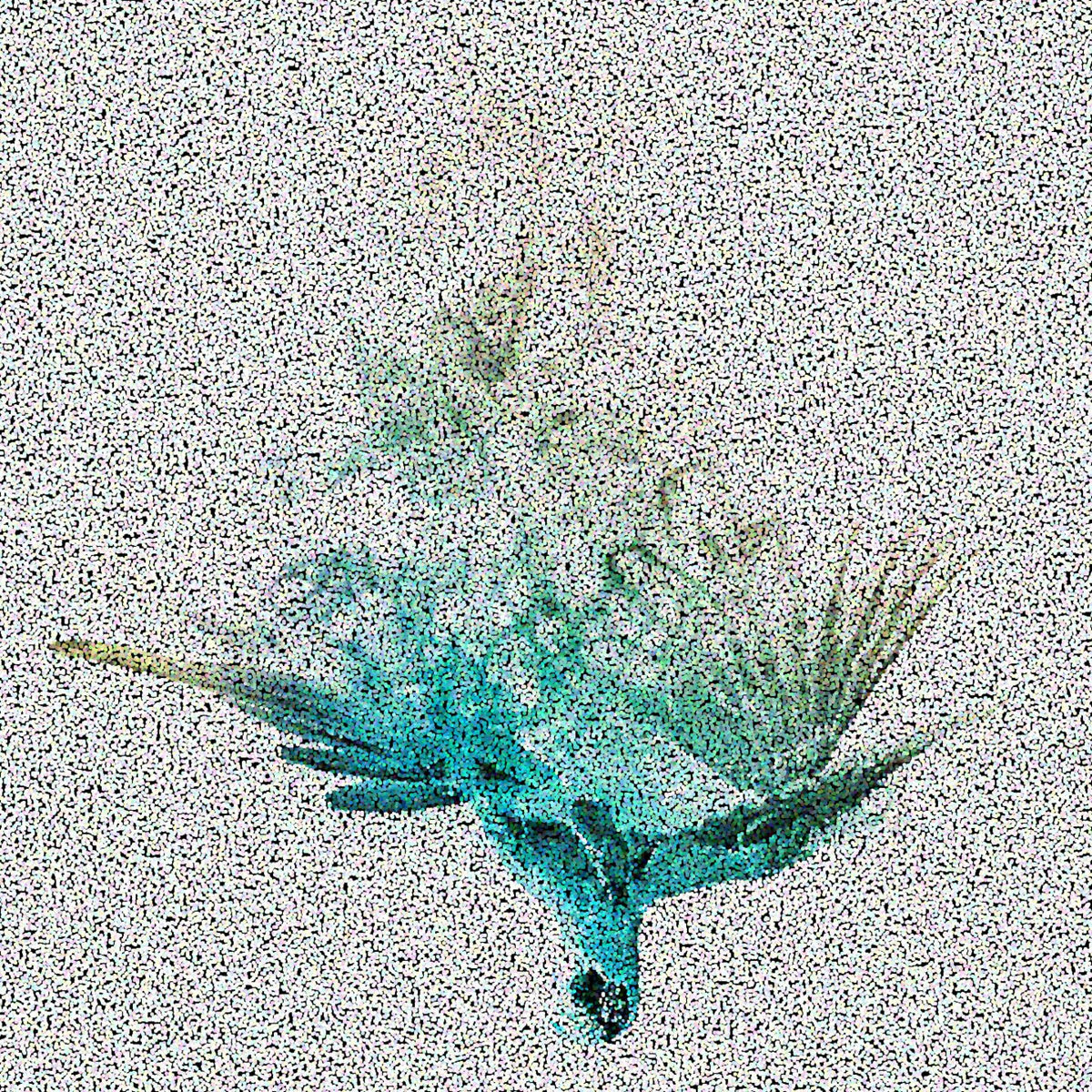 Album cover of Ara
