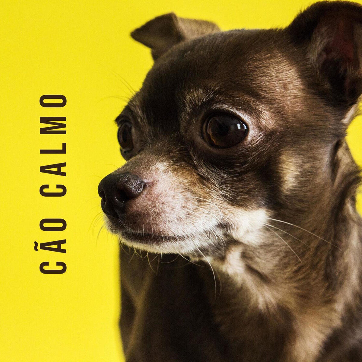Album cover of Filhote de cachorro calmo