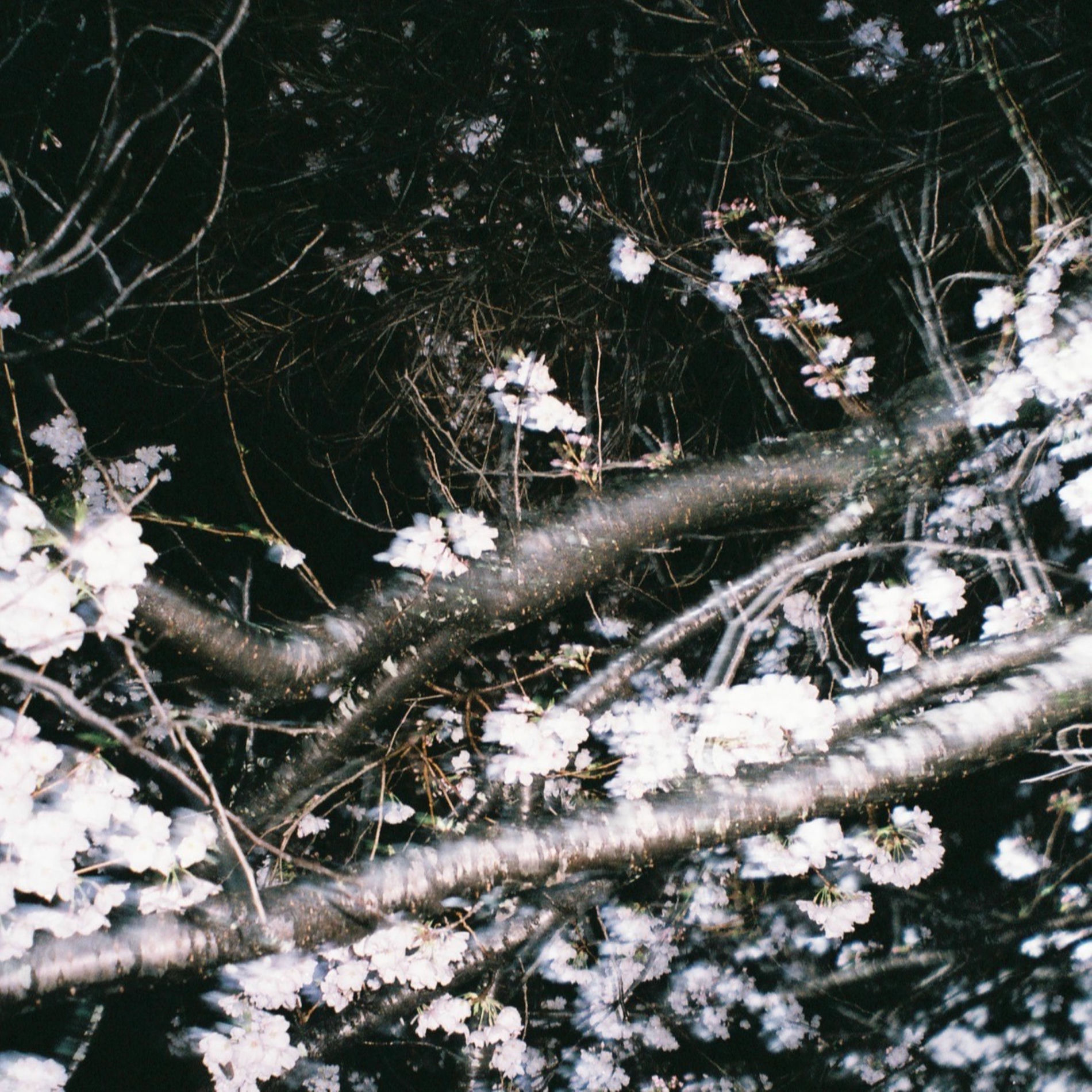 Album cover of Asobo (feat. Awich, MonyHorse, PETZ, JNKMN & kZm)