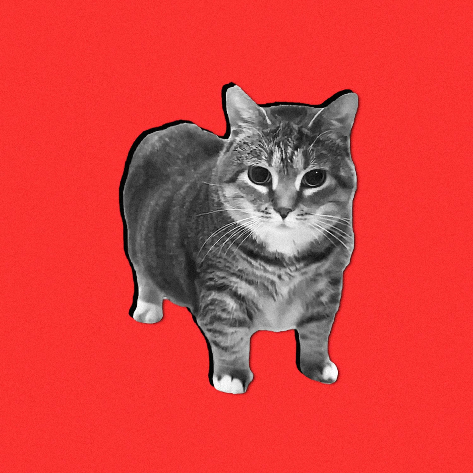 YaboiMatoi - Oiia Cat (Metal Version) | Deezer