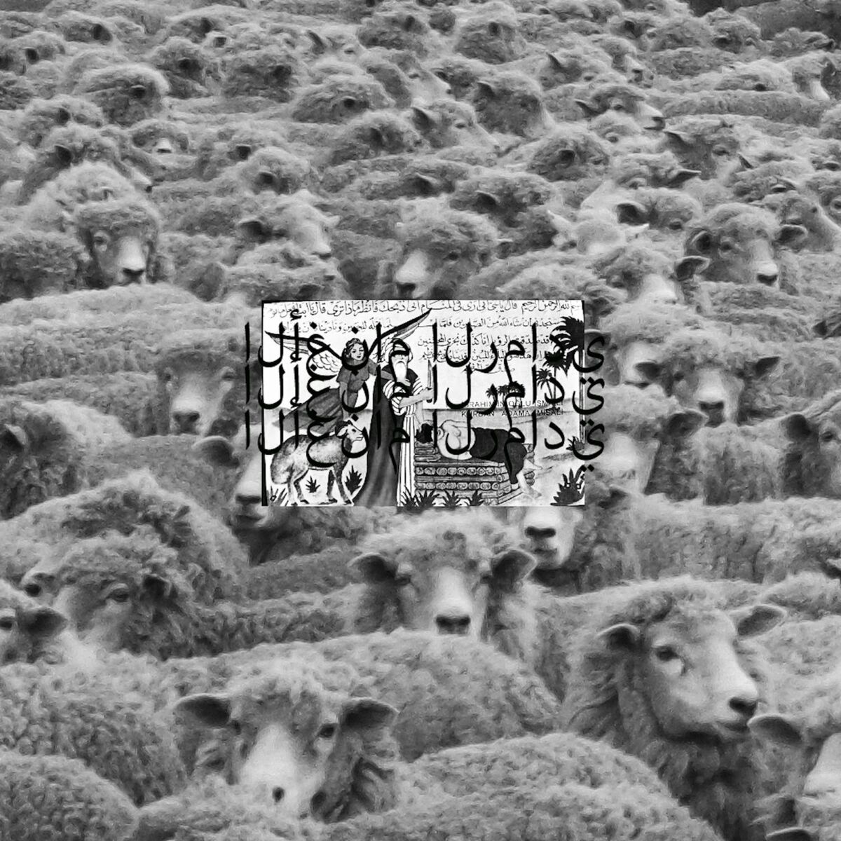 Album cover of Grey Sheep II