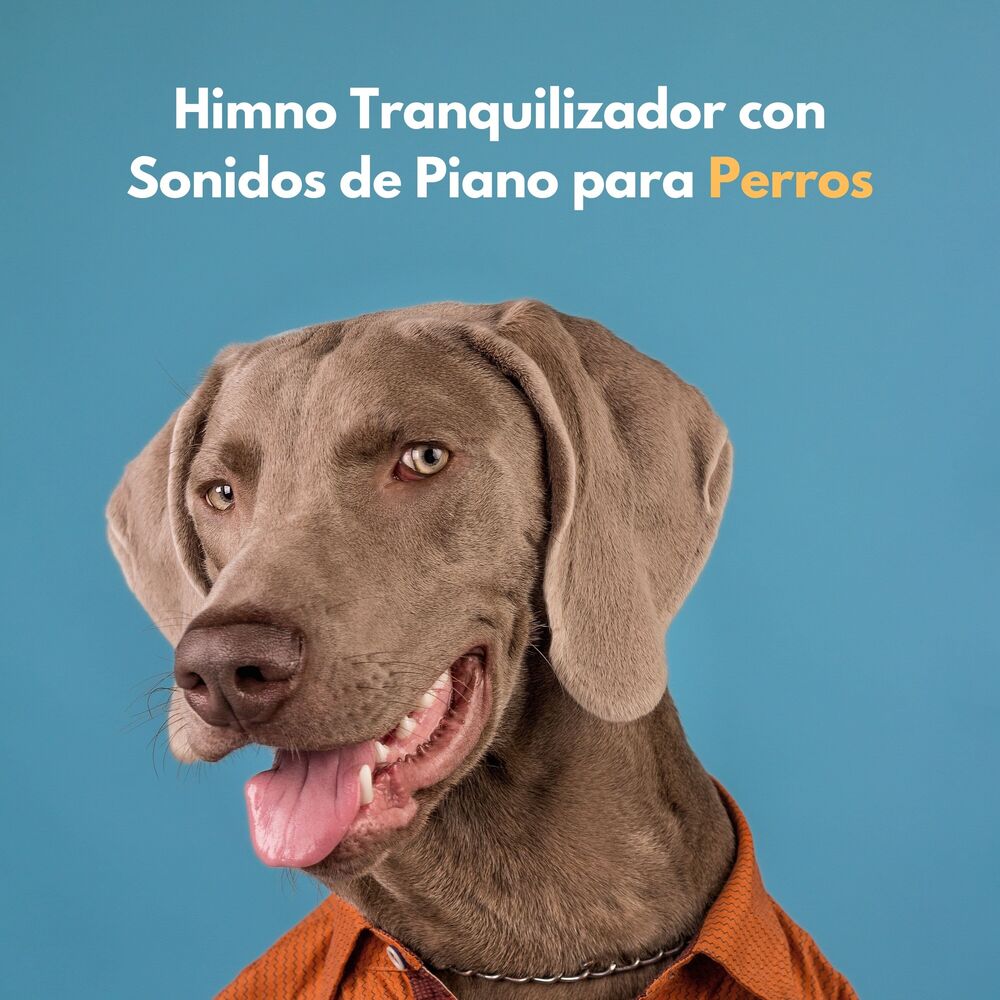 Picture of Himno Tranquilizador Con Sonidos De Piano Para Perros