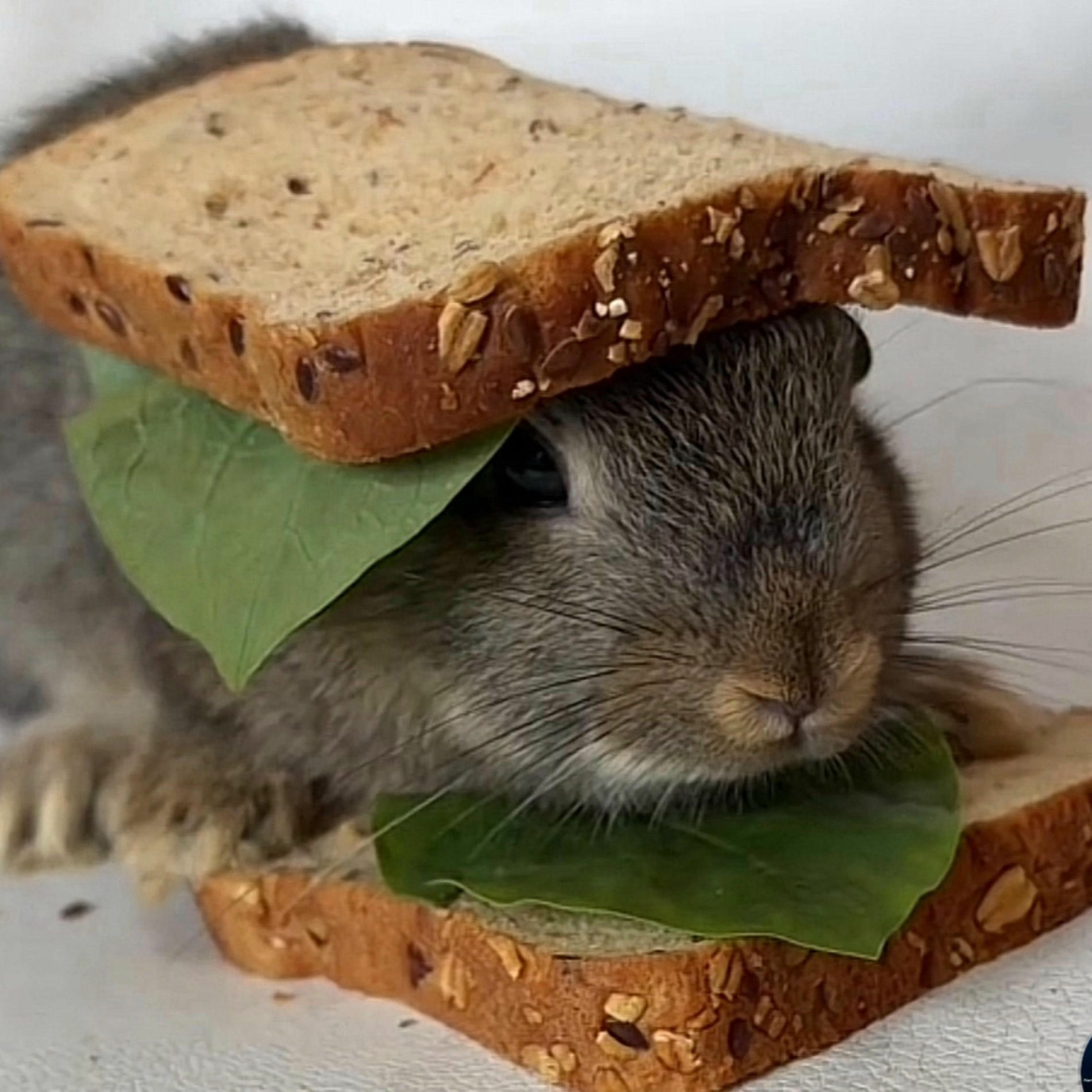 Album cover of CHEESETIP.