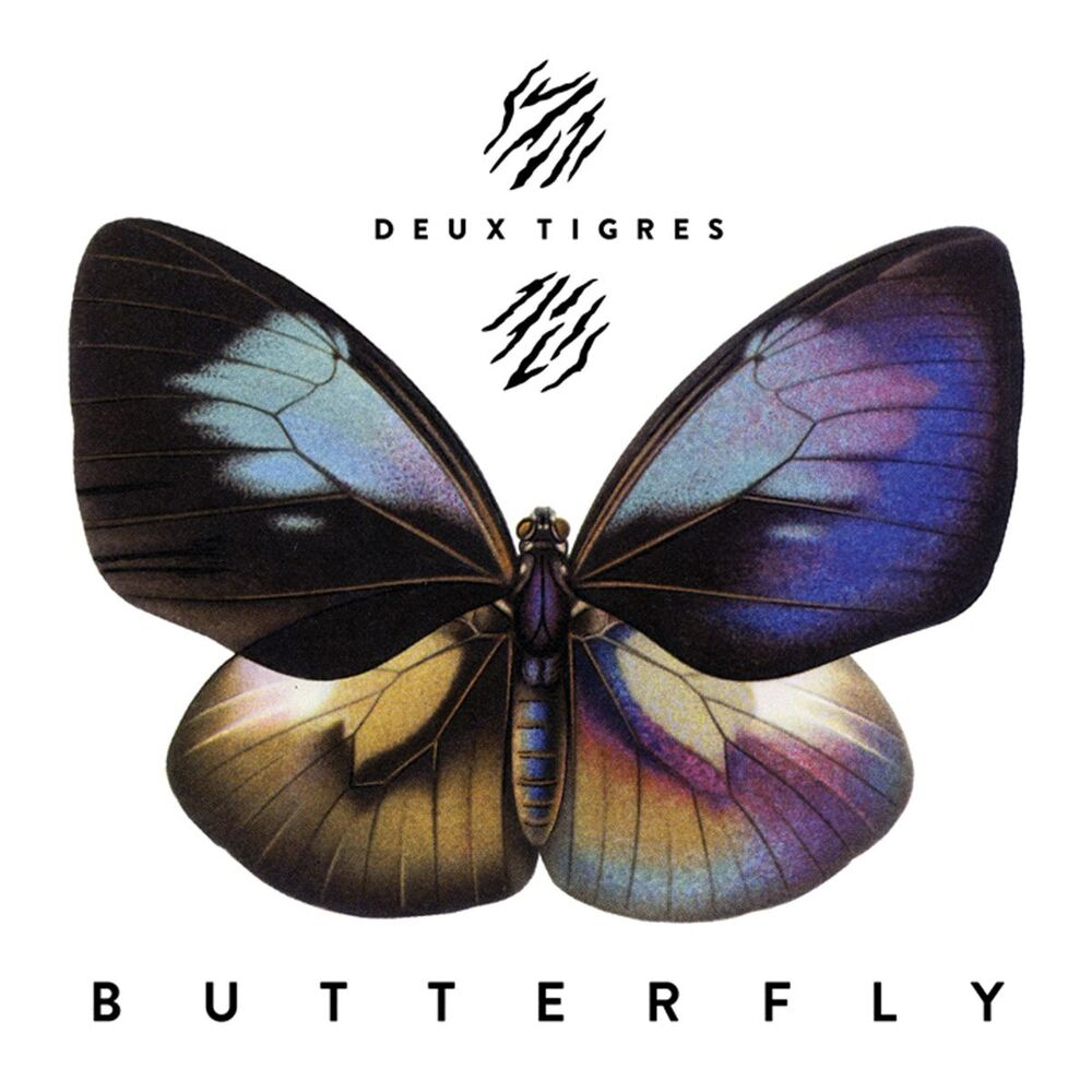 Picture of Butterfly