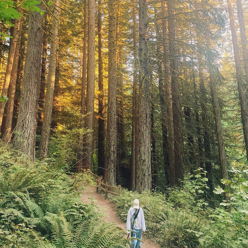 Forest Days