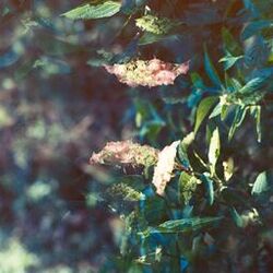 Cover of Dreaming in Super 8