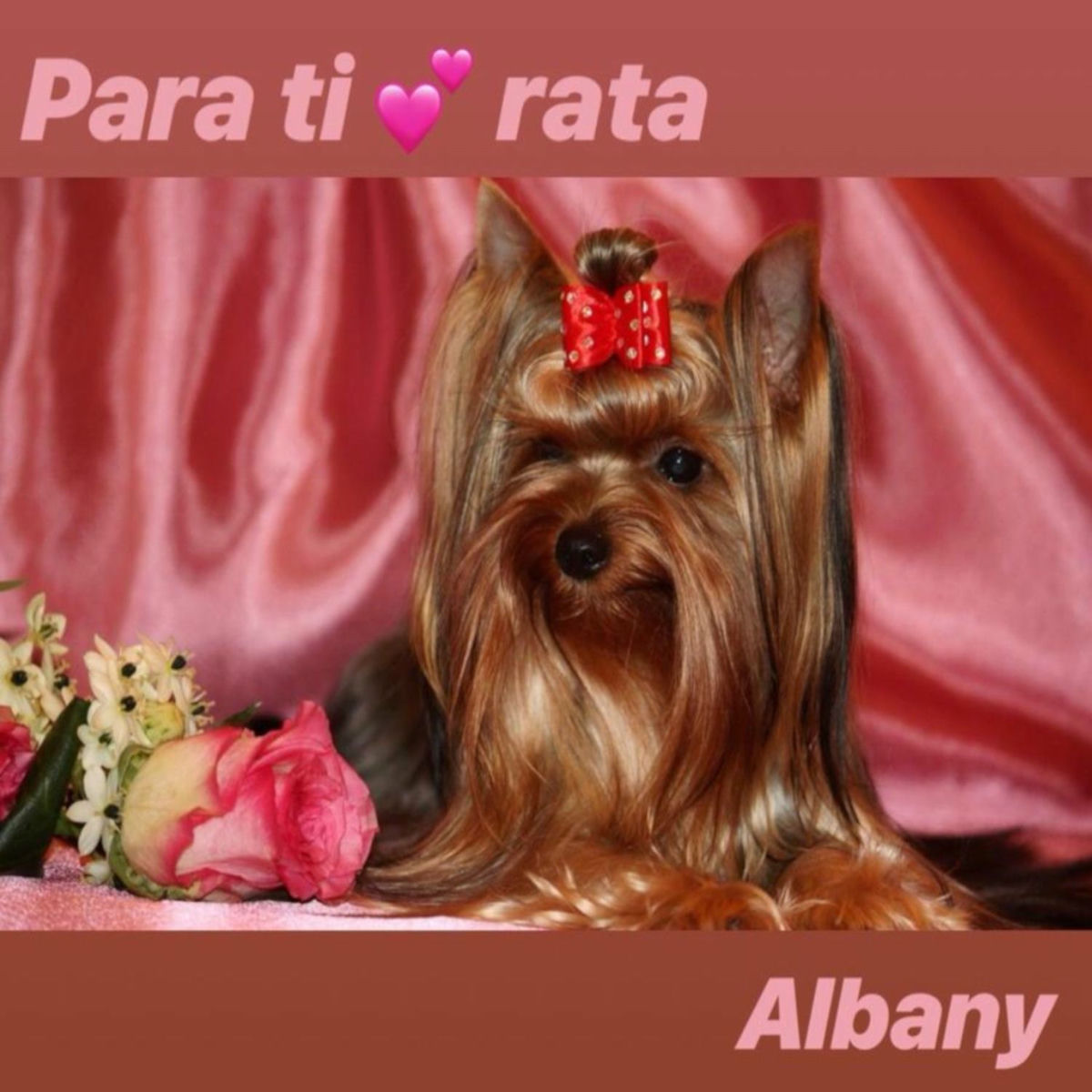 Album cover of Para Ti Rata