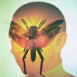 Cover of Rhizome