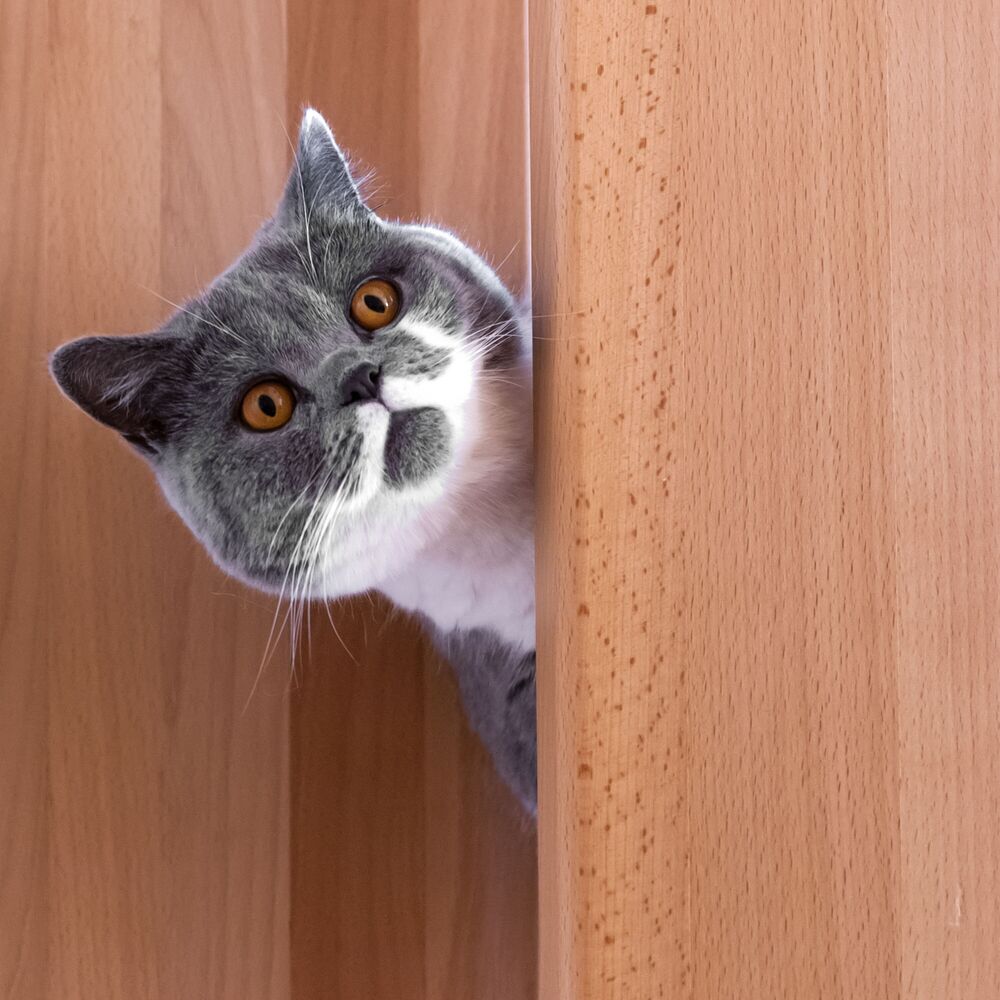 Picture of Feline Relax: Calming Rain Melodies for Curious Cats