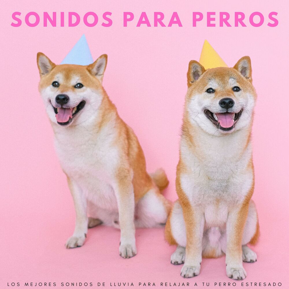 Picture of Sonidos Para Perros: Los Mejores Sonidos De Lluvia Para Relajar A Tu Perro Estresado