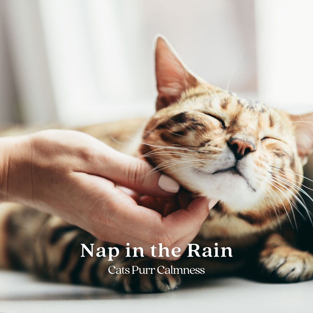 Picture of Nap in the Rain: Cats Purr Calmness