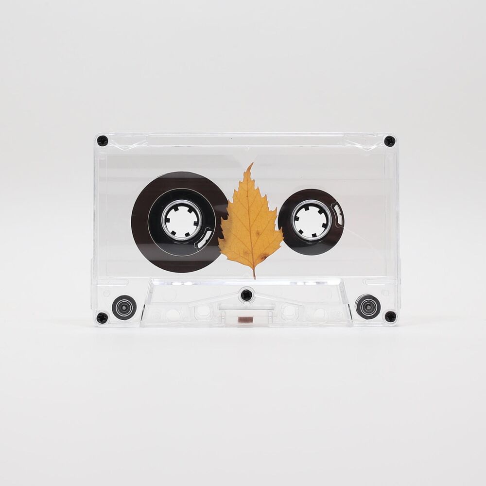 Picture of Betula