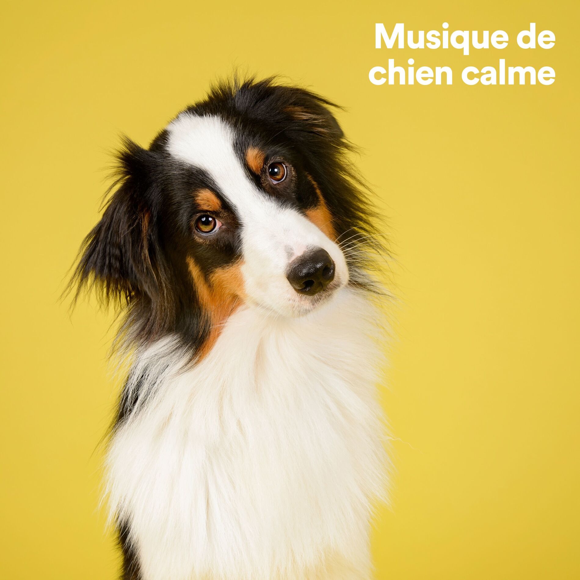 Album cover of Musique de chien calme
