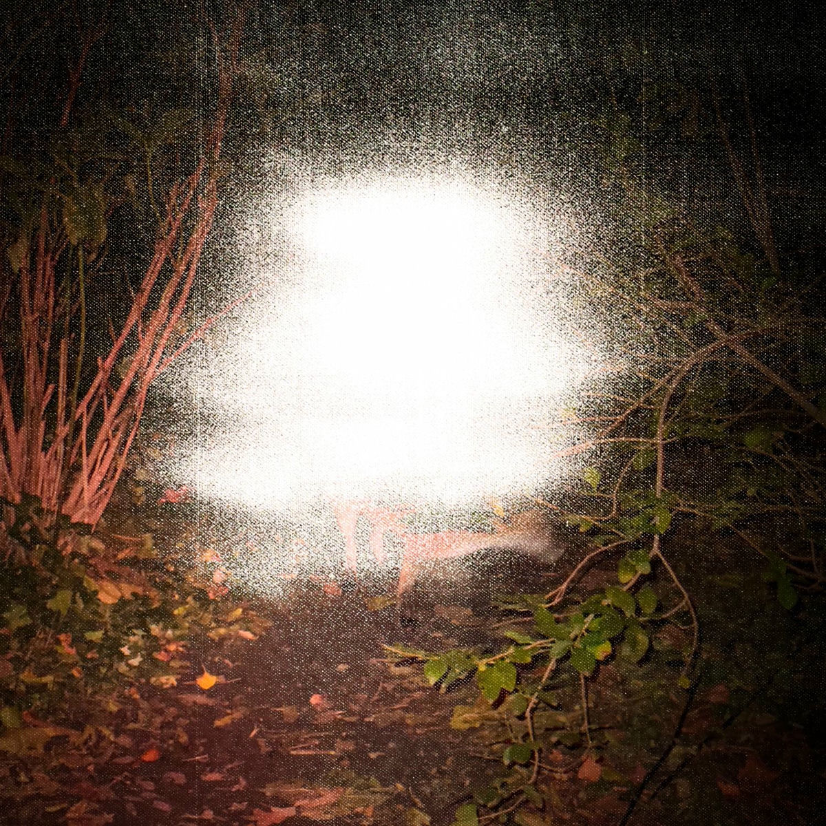 Album cover of Phoenix