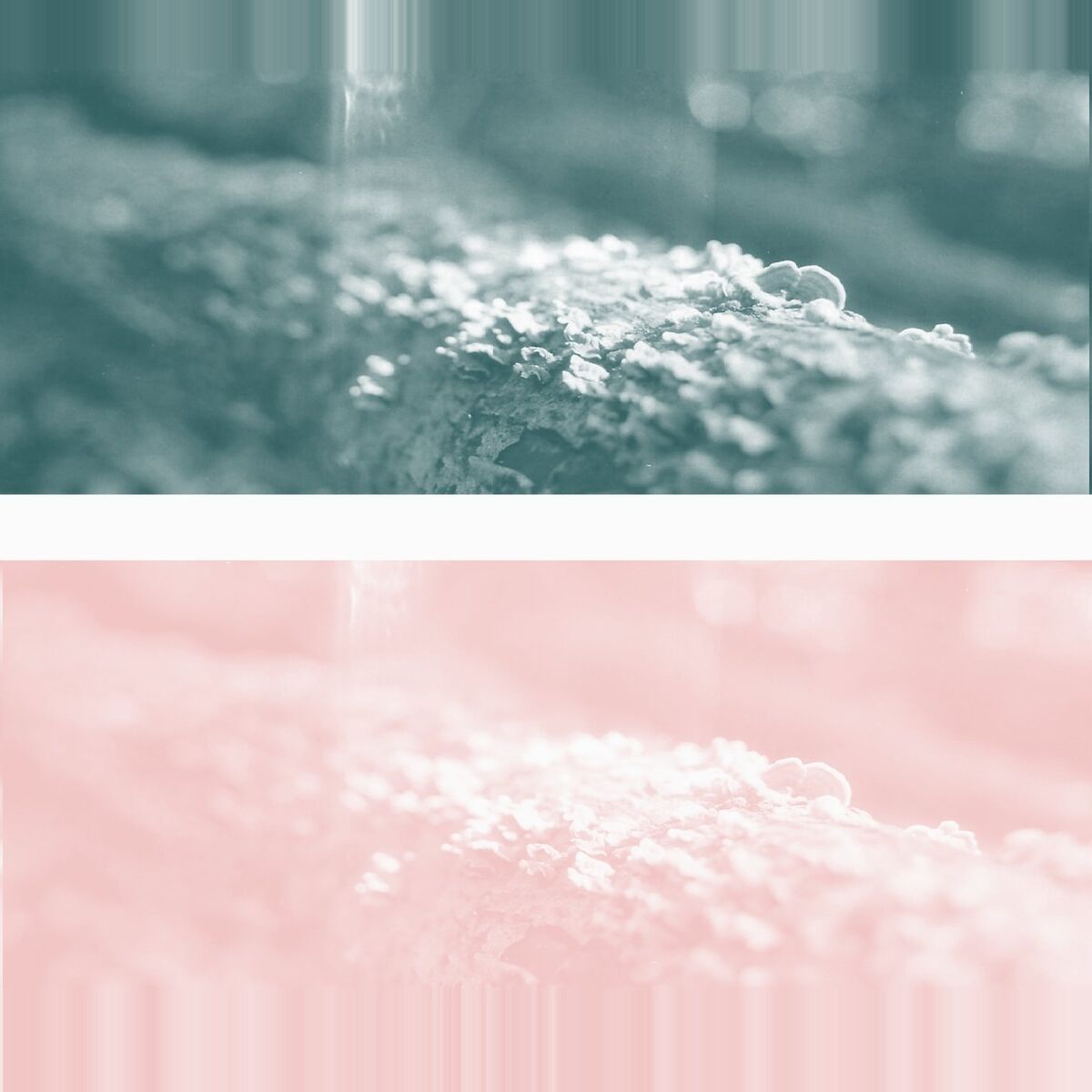 Album cover of vallis