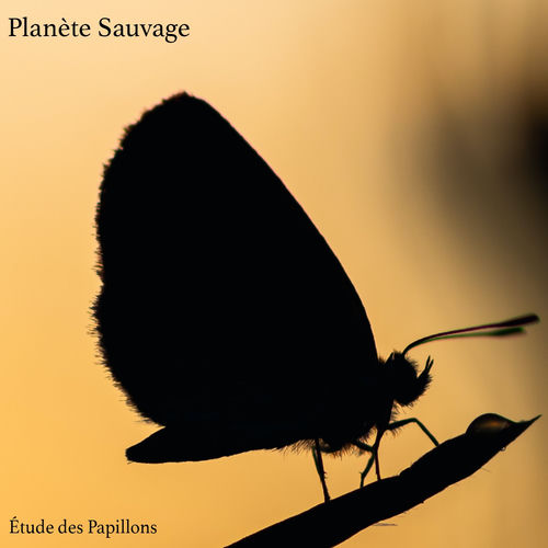 Étude des Papillons by Planète Sauvage - 70 BPM