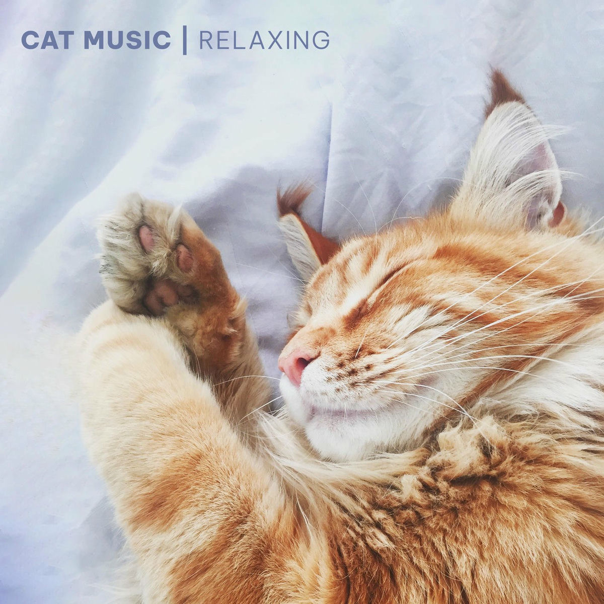 Album cover of Cat Music - Relaxing Songs for Cats and Kittens