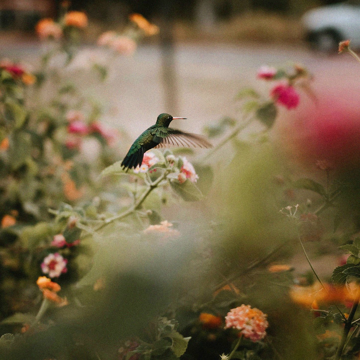 Album cover of hummingbirds