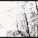Birch White