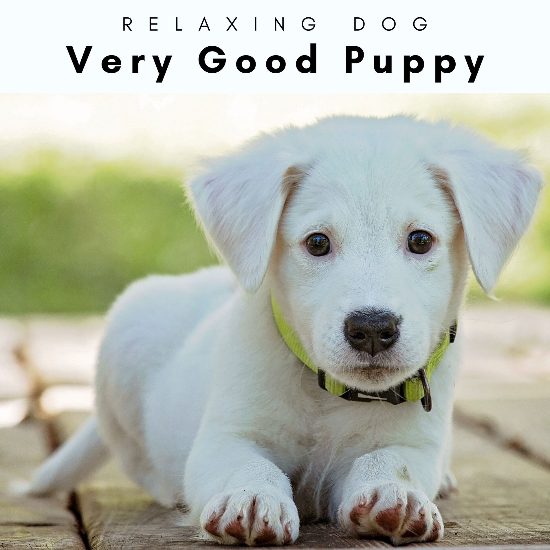 Album cover of 1 Very Good Puppy