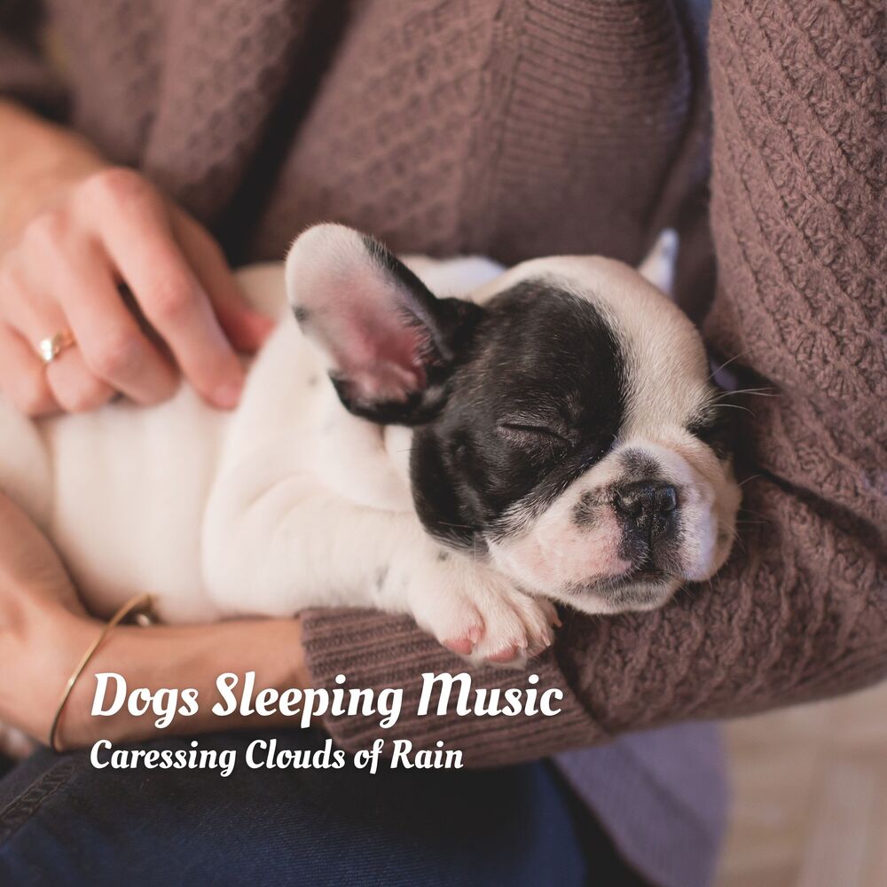 Picture of Dogs Sleeping Music: Caressing Clouds of Rain