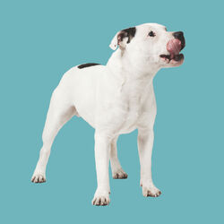 Cover of El Perro