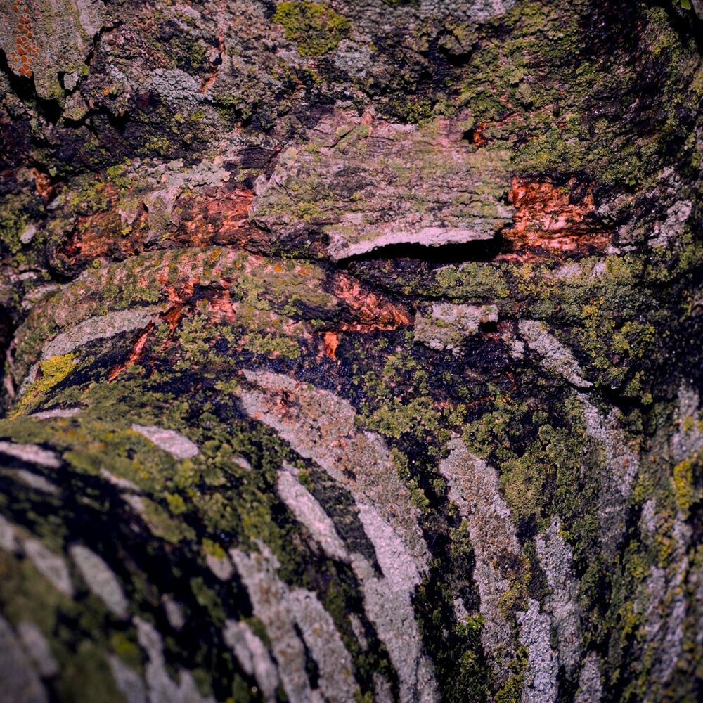 Picture of Arbolada