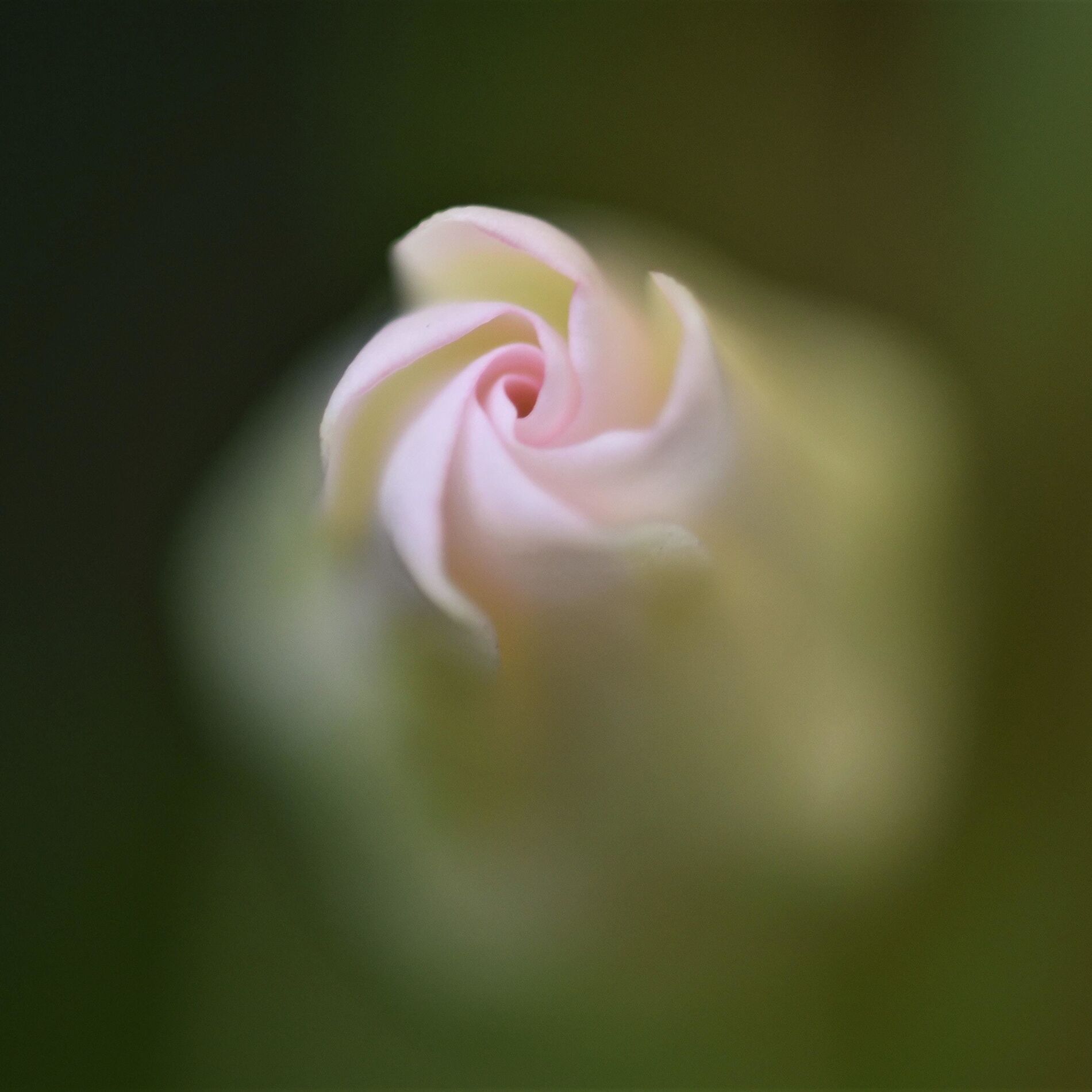 Album cover of Dancing In The Light | Quiet Thoughts and Serenity