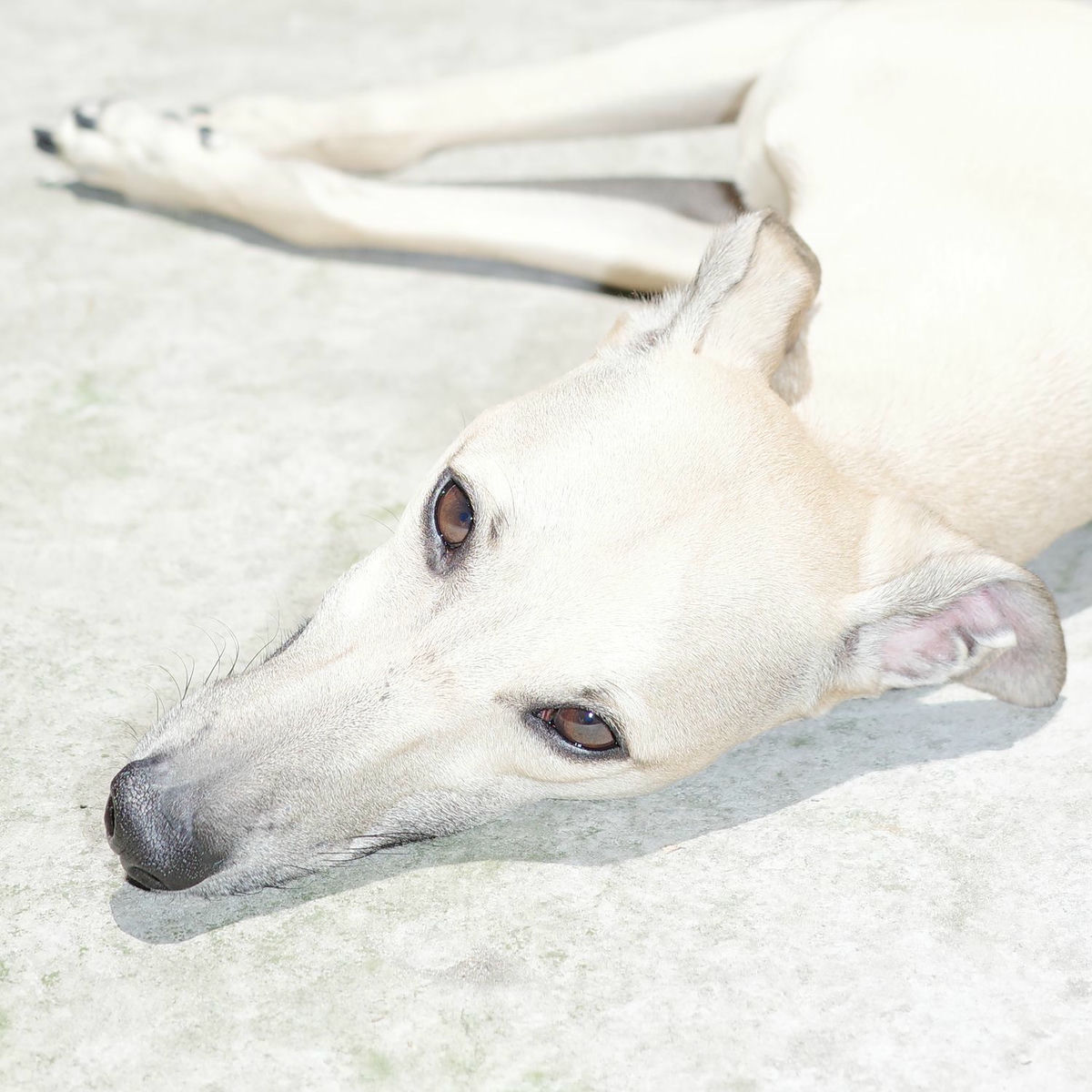 Album cover of Desvelado