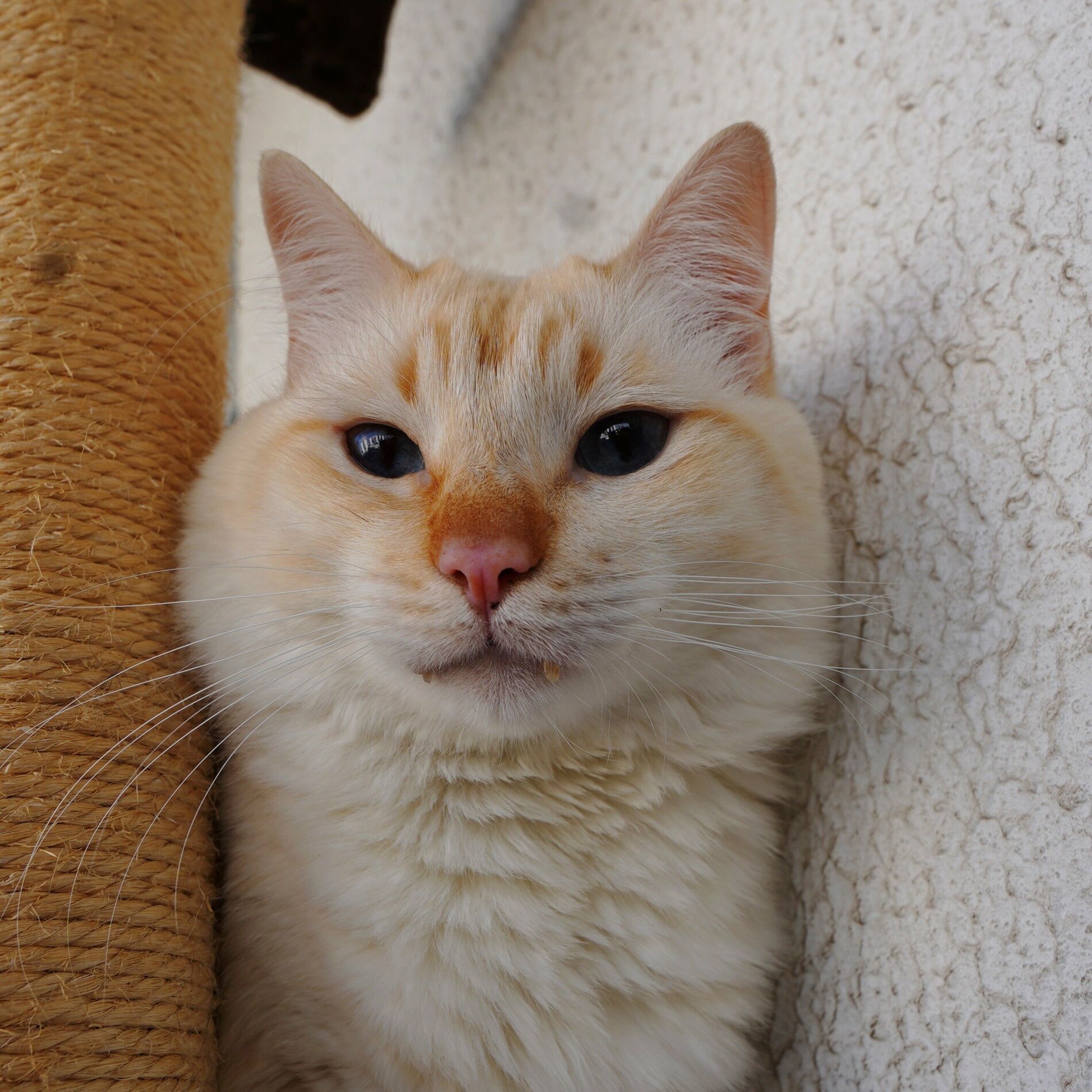 Album cover of Gatinho bem Gordinho