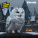 Hedwig's Theme (Drum and Bass Mix) by The Young Punx album cover