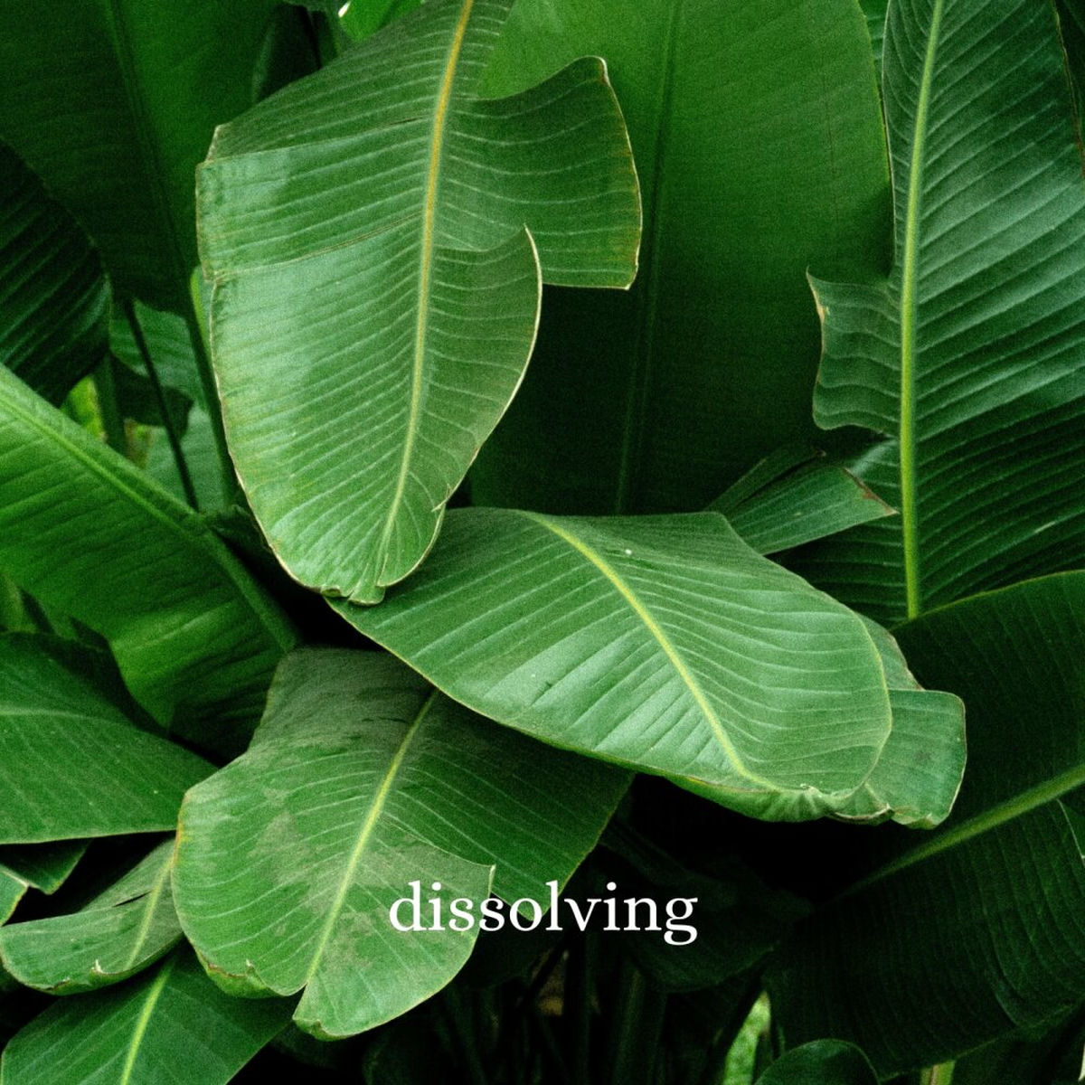 Album cover of Dissolving
