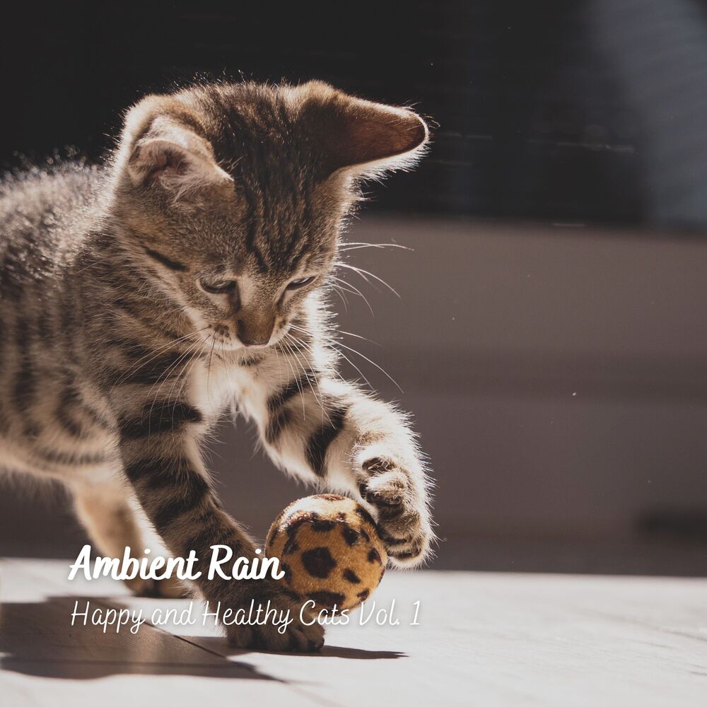 Picture of Ambient Rain: Happy and Healthy Cats Vol. 1