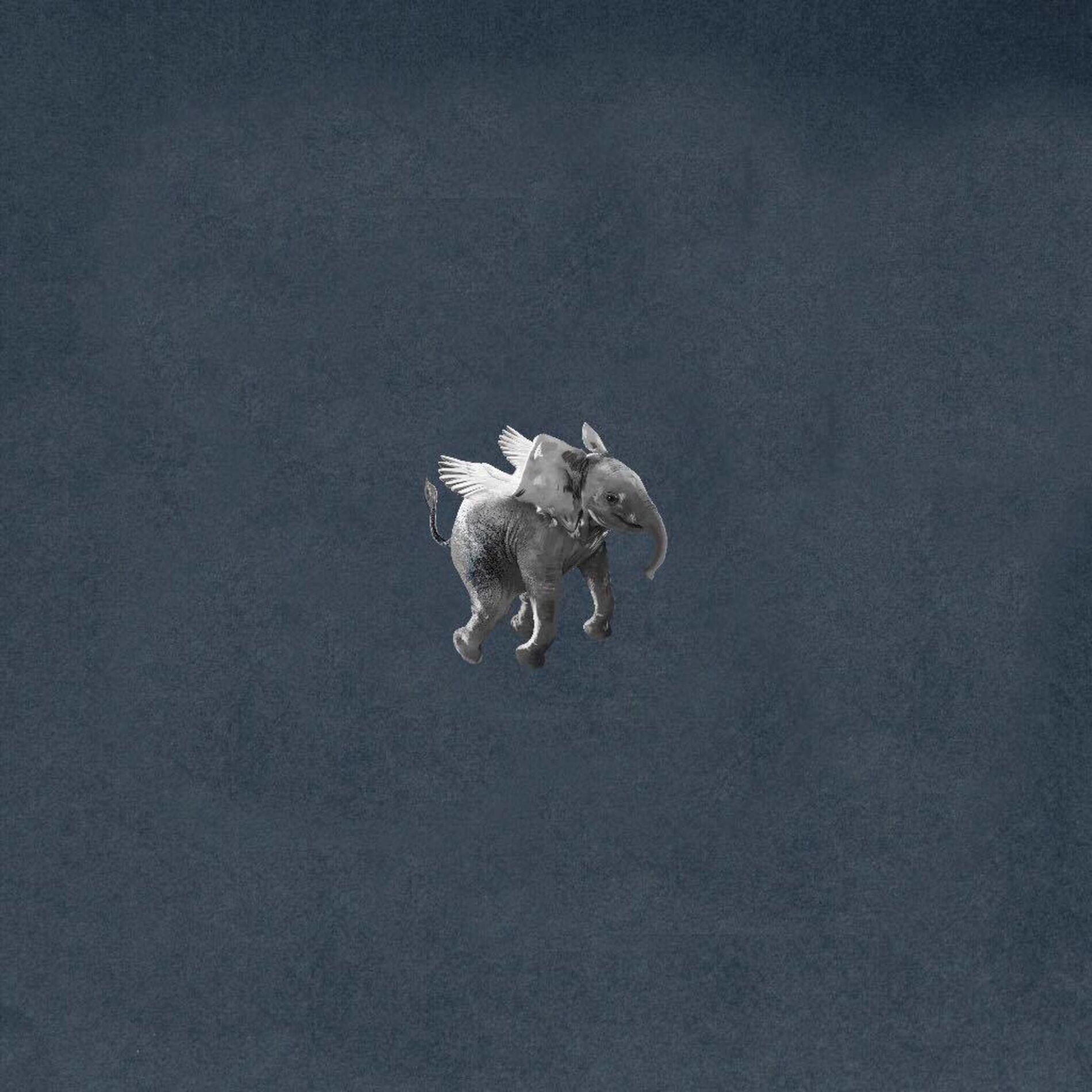 Album cover of Elephant