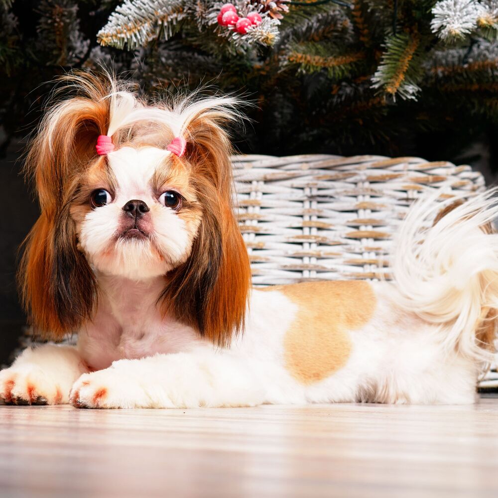 Picture of Canine Chill: Lofi Beats for Dogs' Leisure Time