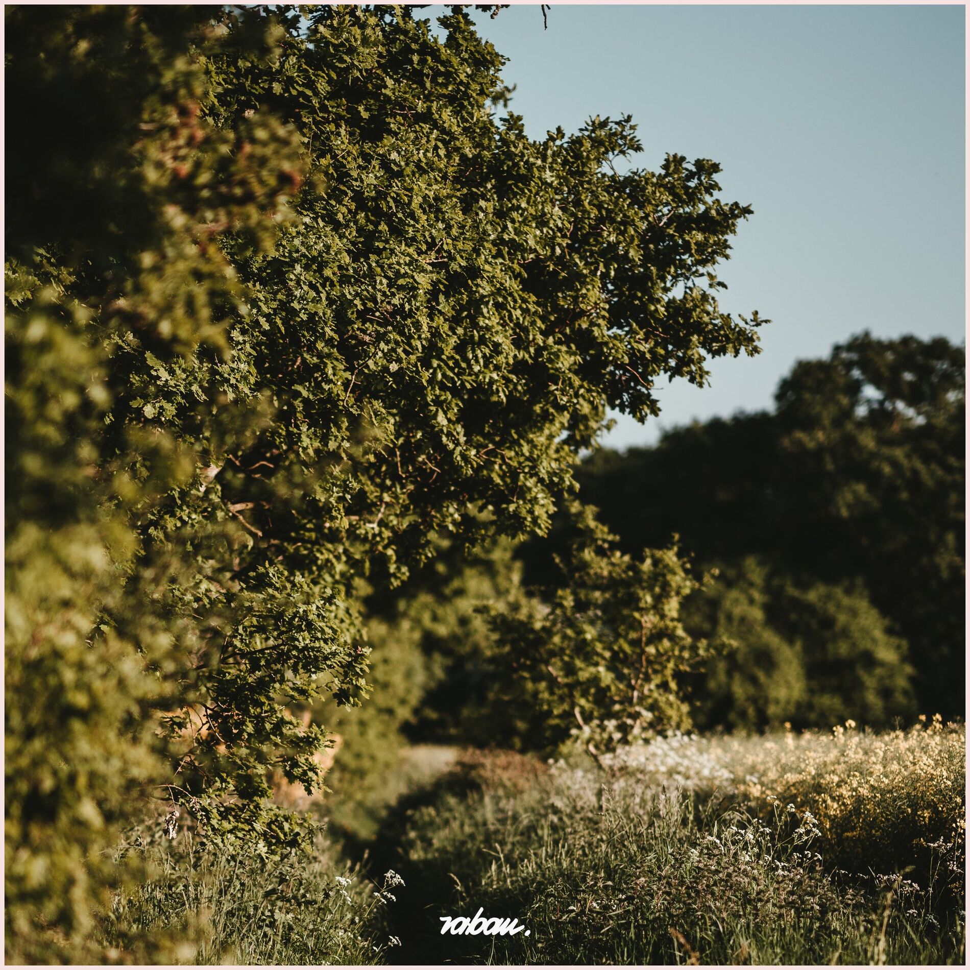 Album cover of Aura