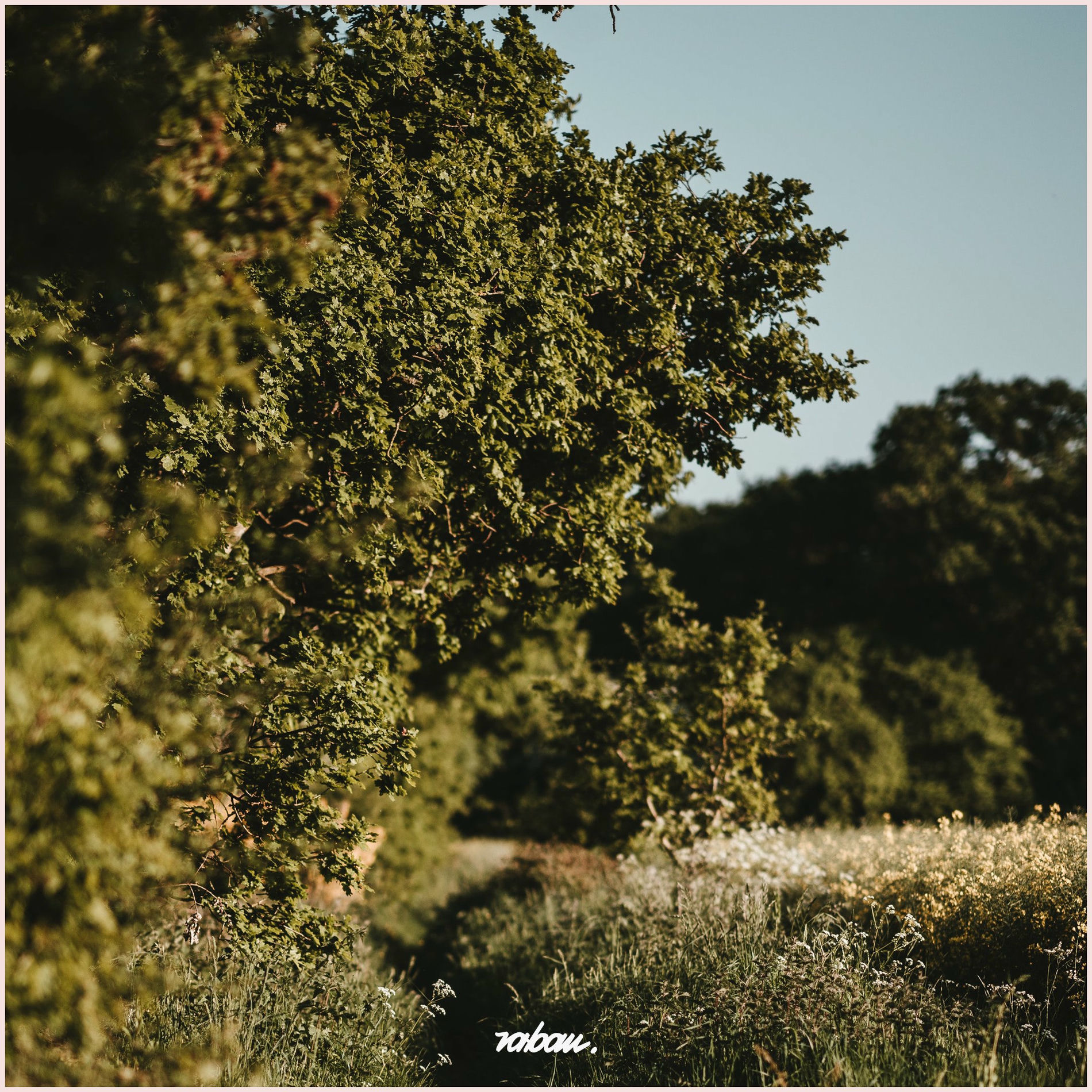 Album cover of Aura