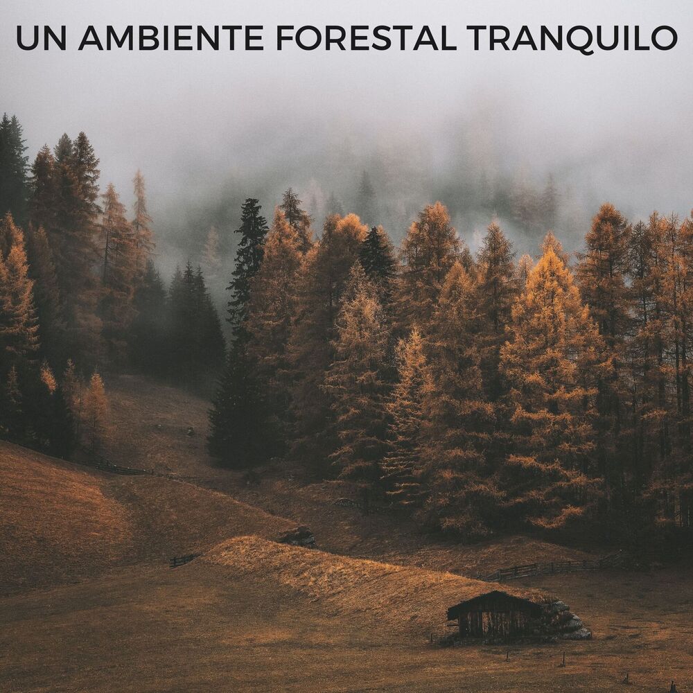 Picture of Un Ambiente Forestal Tranquilo